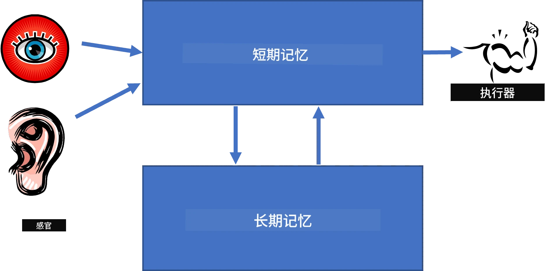 人类结构